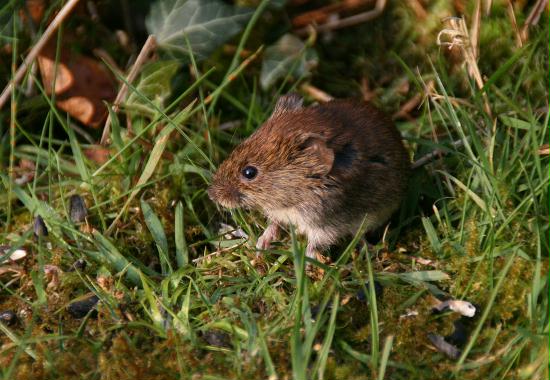 Bank Vole <i>Clethrionomys glareolus</i>